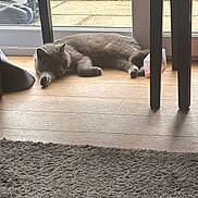 Duchess Bleu joined the competition — help win amazing prizes! cat, sleeping, indoor, wooden_floor, table, rug, glass_door, grass, natural_light, gray_cat, relaxing, pet, household_item, furniture_leg, cozy, domestic, flooring, quiet, resting, sunlight