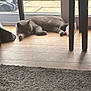 cat, sleeping, indoor, wooden_floor, table, rug, glass_door, grass, natural_light, gray_cat, relaxing, pet, household_item, furniture_leg, cozy, domestic, flooring, quiet, resting, sunlight
