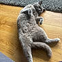 cat, gray_cat, lying_down, relaxed, wooden_floor, rug, indoor, pet, feline, fluffy, sleepy, cozy, home, animal, whiskers, tail, paws, fur, resting, domestic_cat