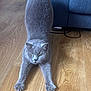 Duchess Bleu is registered to the contest to win money with this photo: cat, gray_cat, stretching, wooden_floor, indoor, furniture, couch, pet, animal, feline, cute, focused, soft_fur, domestic_cat, home, flooring, relaxed, whiskers, ears, claws