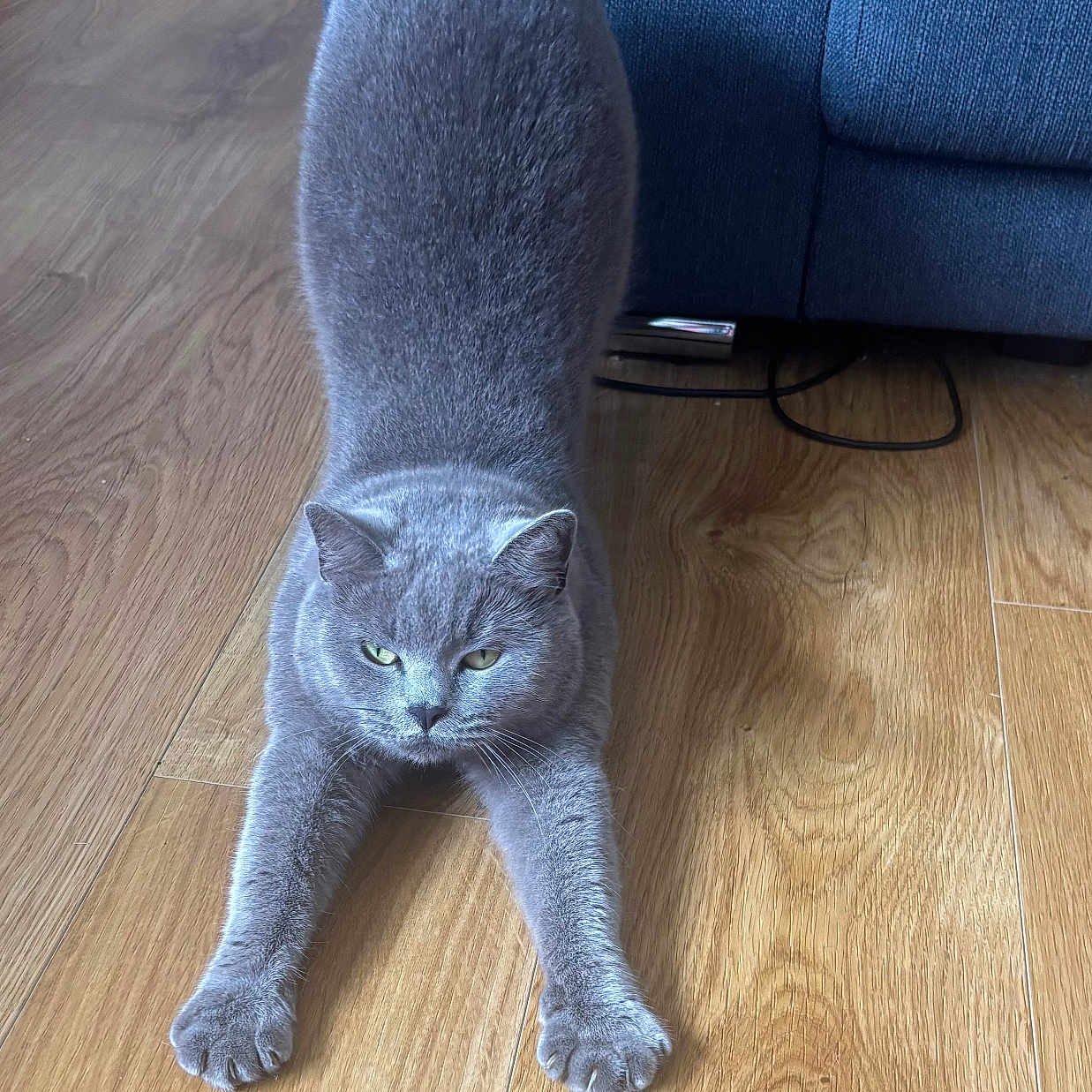 Duchess Bleu is registered to the contest to win money with this photo: animal, cat, claws, couch, cute, domestic_cat, ears, feline, flooring, focused, furniture, gray_cat, home, indoor, pet, relaxed, soft_fur, stretching, whiskers, wooden_floor