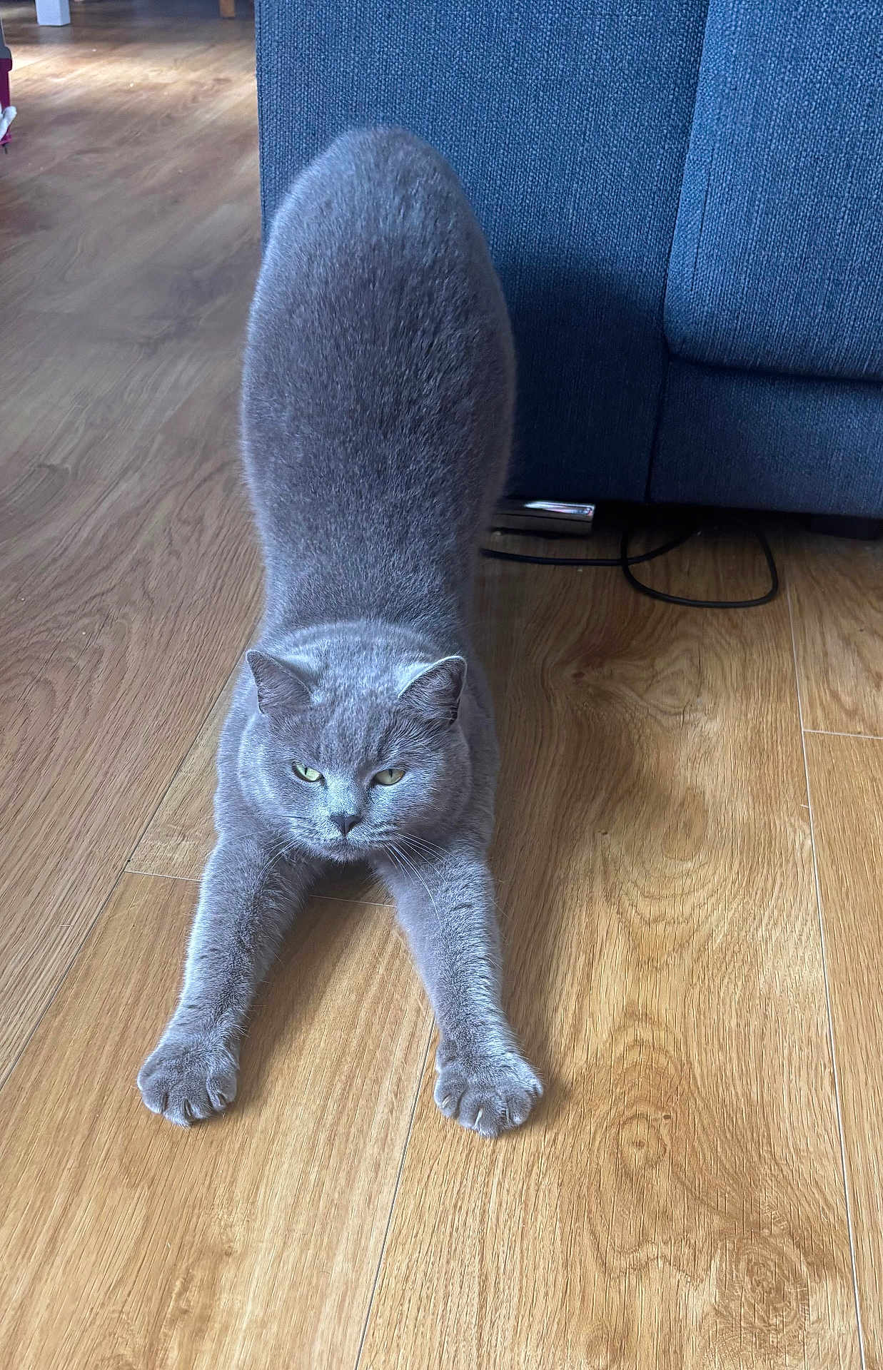 Duchess Bleu is registered to the contest to win money with this photo: cat, gray_cat, stretching, wooden_floor, indoor, furniture, couch, pet, animal, feline, cute, focused, soft_fur, domestic_cat, home, flooring, relaxed, whiskers, ears, claws