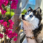 Akiko a rejoint le concours — aidez-le/la à gagner de superbes lots ! dog, husky, blue_eyes, flower, pink_flowers, nature, outdoor, pet, portrait, animal, fur, close_up, leaf, sunlight, tree_trunk, collar, canine, garden, background_blur, daylight