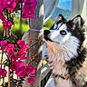 dog, husky, blue_eyes, flower, pink_flowers, nature, outdoor, pet, portrait, animal, fur, close_up, leaf, sunlight, tree_trunk, collar, canine, garden, background_blur, daylight