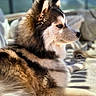 Akiko participe au concours pour gagner de l'argent avec cette photo : dog, husky, puppy, fluffy, profile, fur, pet, animal, canine, outdoor, blanket, sunlight, relaxing, portrait, side_view, cute, young_dog, ears, snout, resting