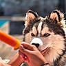 dog, husky, blue_eyes, popsicle, hand, person, outdoor, summer, pet, animal, fluffy, close_up, interaction, sunlight, playing, cute, face, portrait, warm, blurred_background