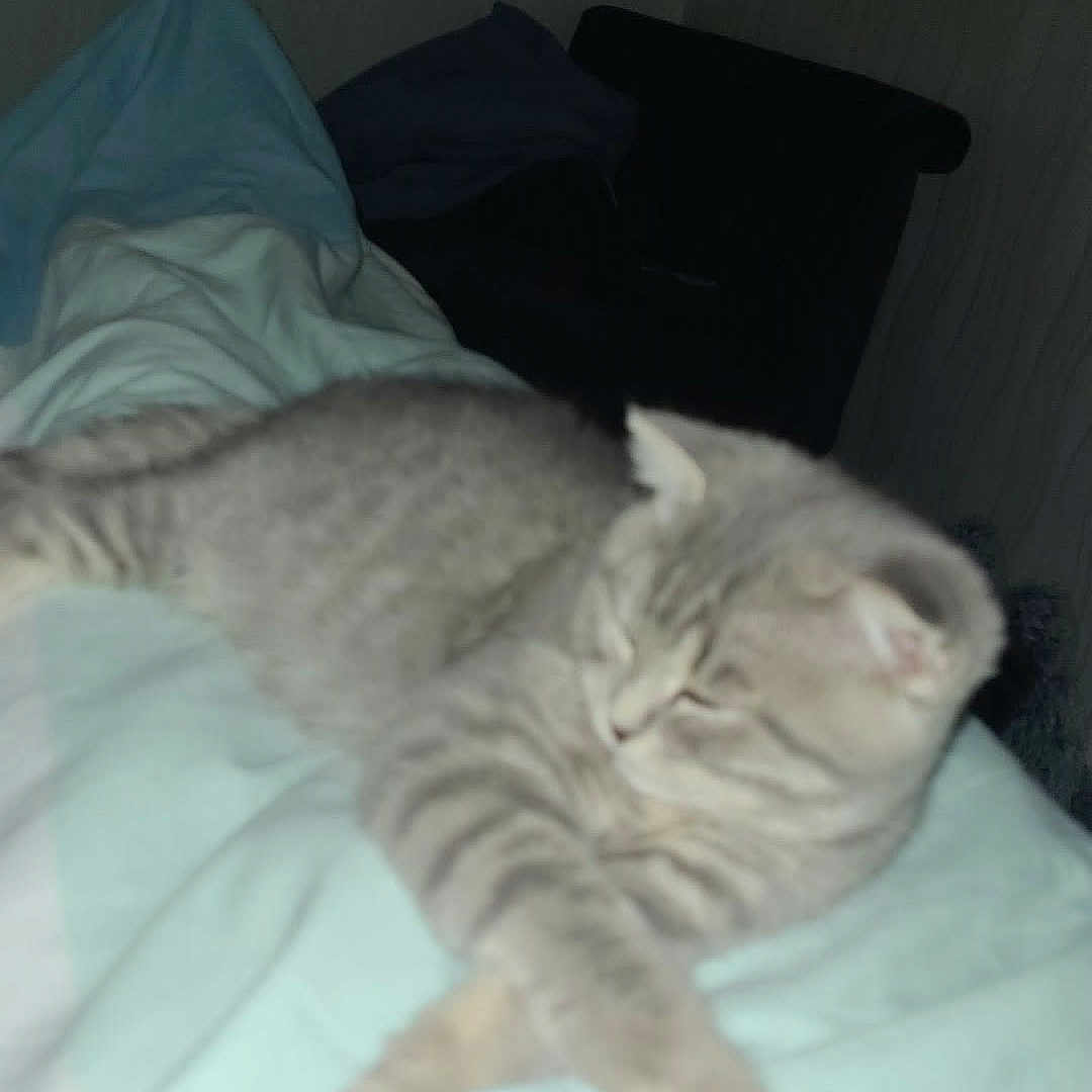 Bella
