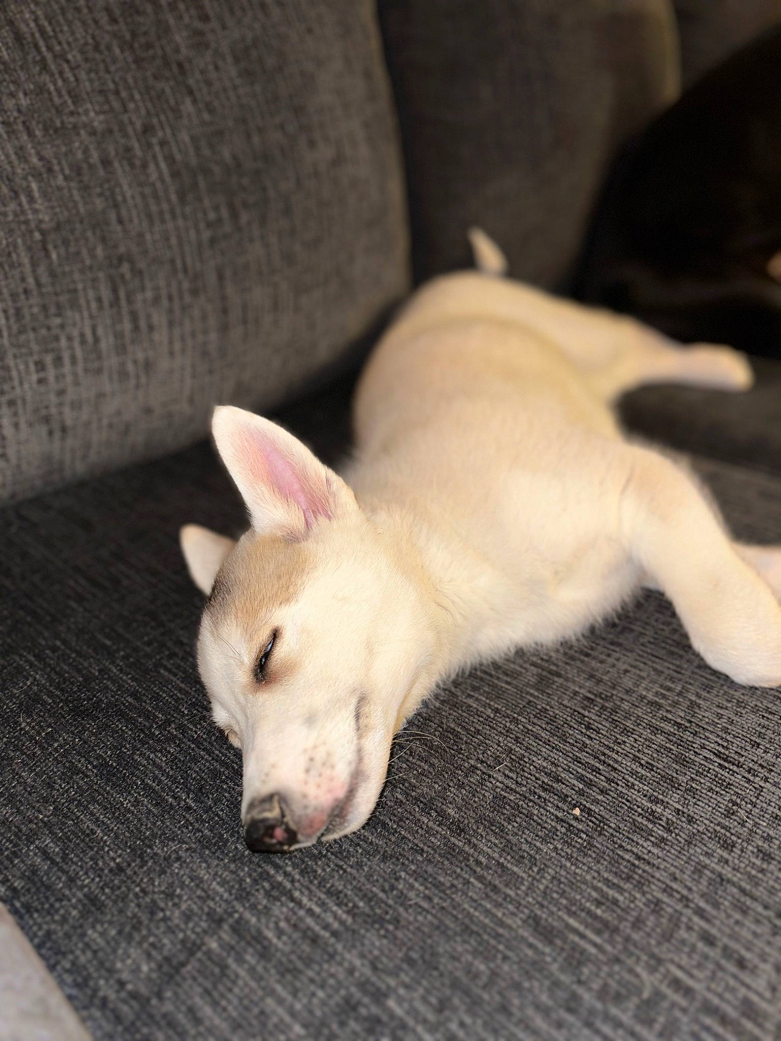 Zeus joined the competition — help win amazing prizes! canidae, carnivore, comfort, companion_dog, couch, dog, dog_breed, fawn, felidae, non_sporting_group, paw, puppy, snout, sporting_group, tail, terrestrial_animal, toy_dog, whiskers, working_animal