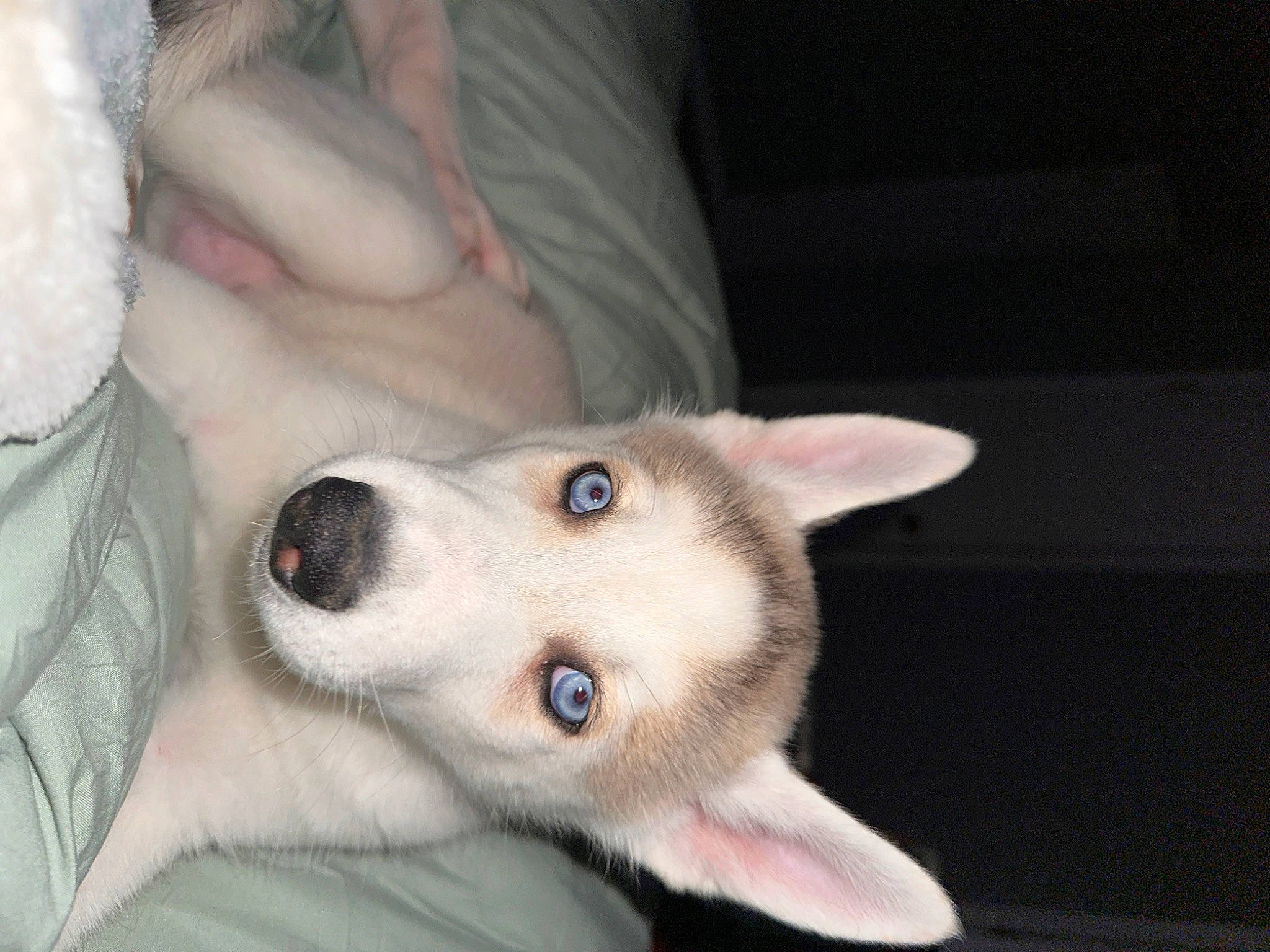 Zeus is registered to the contest to win money with this photo: canidae, carnivore, comfort, companion_dog, dog, dog_breed, domestic_short_haired_cat, eyelash, fawn, felidae, fur, jaw, non_sporting_group, paw, small_to_medium_sized_cats, snout, spitz, sporting_group, whiskers