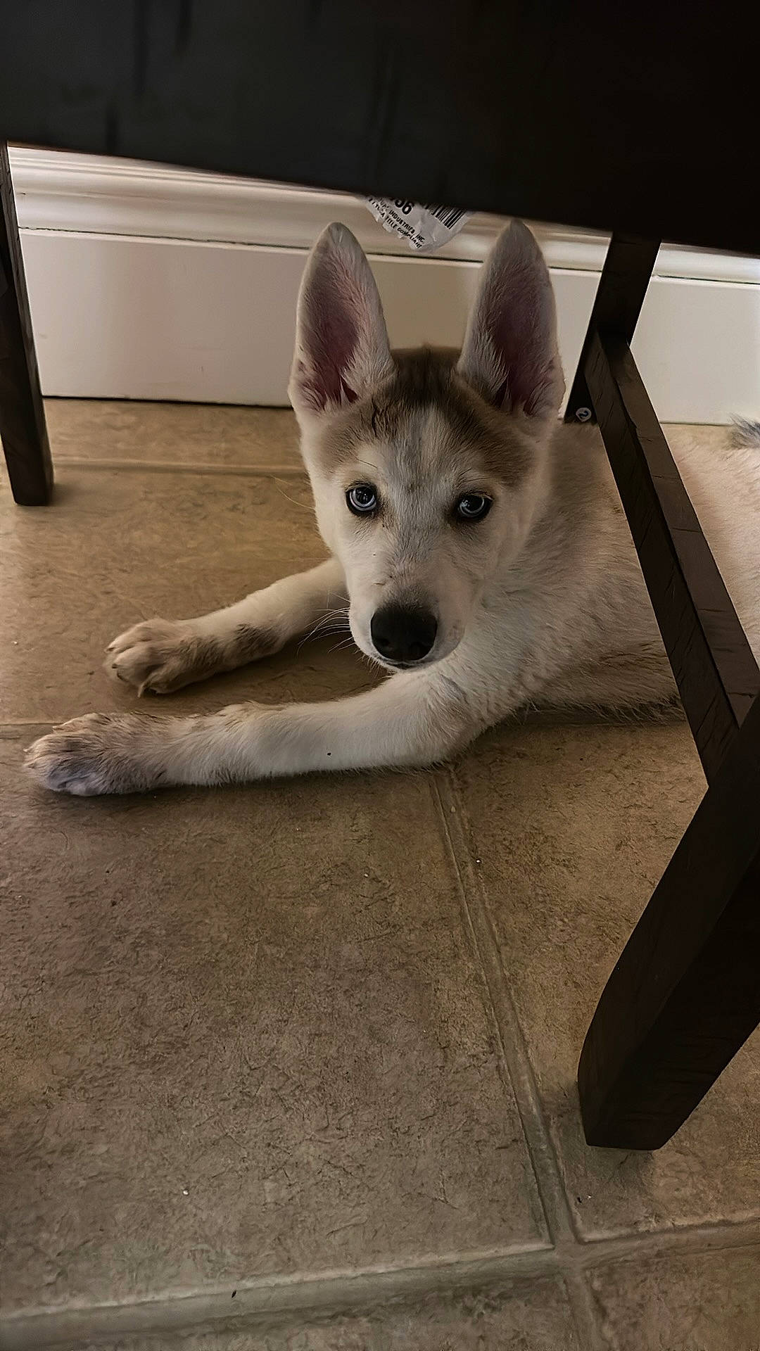 Zeus is registered to the contest to win money with this photo: canidae, carnivore, comfort, companion_dog, dog, dog_breed, fawn, floor, flooring, foot, fur, paw, puppy, snout, sporting_group, tail, terrestrial_animal, whiskers, wood, working_animal