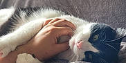 Chopper a rejoint le concours — aidez-le/la à gagner de superbes lots ! cat, black_and_white, pet, hand, blanket, cozy, relaxed, indoor, fur, whiskers, paw, soft, comfort, resting, animal, mammal, domestic, cute, closeup, feline