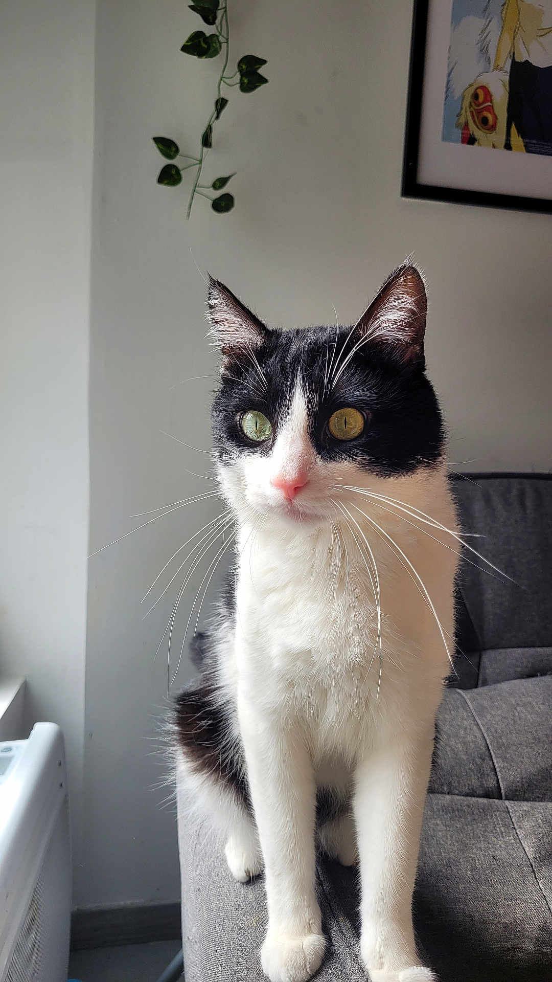 Chopper a rejoint le concours — aidez-le/la à gagner de superbes lots ! cat, black_and_white, heterochromia, sitting, indoor, couch, plant, framed_artwork, whiskers, alert, pet, feline, fur, portrait, domestic_cat, animal, cute, closeup, window_light, home