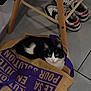 Chopper a rejoint le concours — aidez-le/la à gagner de superbes lots ! cat, black_and_white, bag, burlap, floor, tile, chair_leg, sneakers, shoes, indoor, pet, animal, curious, peeking, resting, cozy, purple_text, wood, footwear, domestic