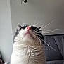 Chopper participe au concours pour gagner de l'argent avec cette photo : cat, black_and_white, whiskers, pink_nose, indoor, plant, furniture, portrait, fluffy, looking_up, sofa, wall, artwork, close_up, pet, animal, domestic, cozy, home, curious