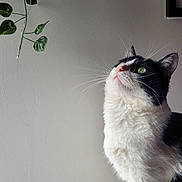 Chopper participe au concours pour gagner de l'argent avec cette photo : cat, black_and_white, green_eyes, whiskers, indoor, plant, gray_wall, curious, feline, perched, fabric_surface, houseplant, pet, domestic_cat, looking_up, whiskers_visible, animal, fur, close_up, side_profile