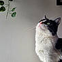 cat, black_and_white, green_eyes, whiskers, indoor, plant, gray_wall, curious, feline, perched, fabric_surface, houseplant, pet, domestic_cat, looking_up, whiskers_visible, animal, fur, close_up, side_profile