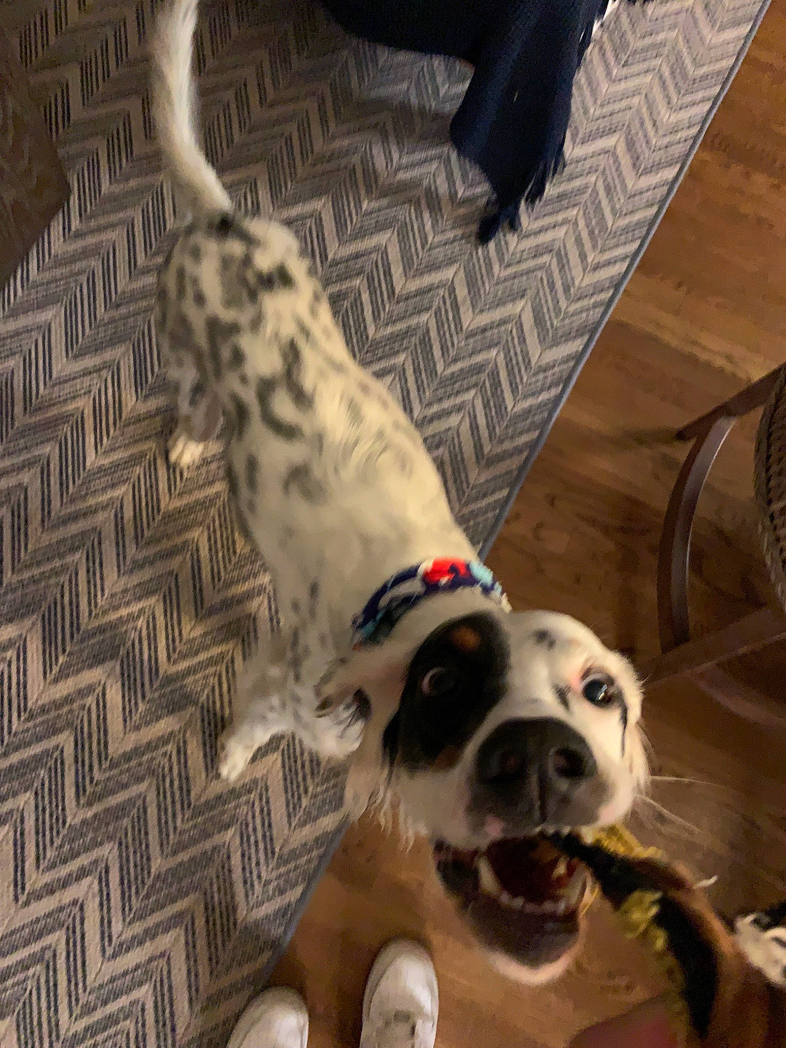 Woodford joined the competition — help win amazing prizes! canidae, carnivore, companion_dog, dalmatian, dog, dog_breed, fawn, mammal, non_sporting_group, paw, snout, sporting_group, tail