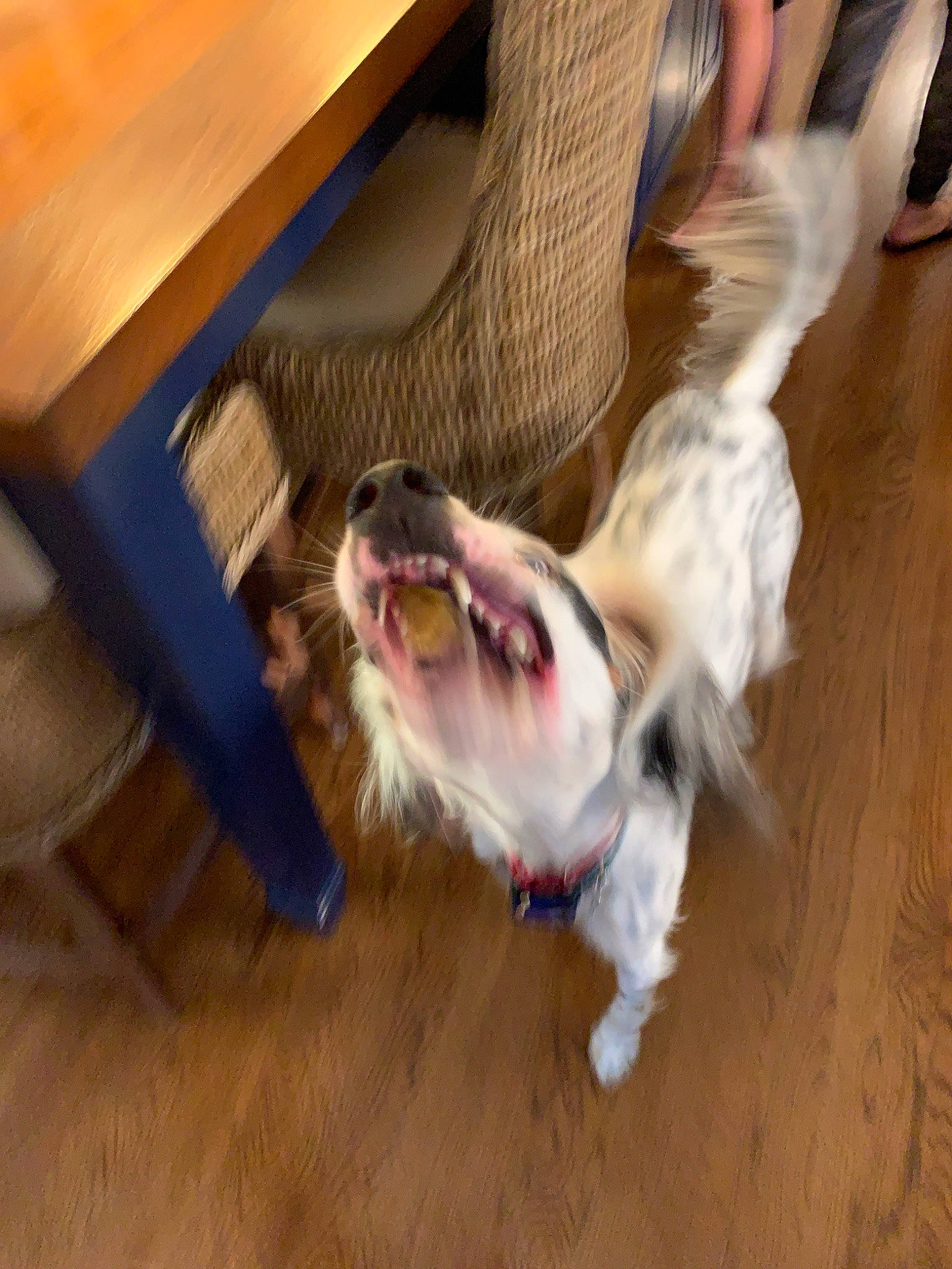 Woodford is registered to the contest to win money with this photo: canidae, carnivore, companion_dog, dog, dog_breed, english_springer_spaniel, floor, flooring, hardwood, mammal, petit_basset_griffon_vendeen, snout, spaniel, sporting_group