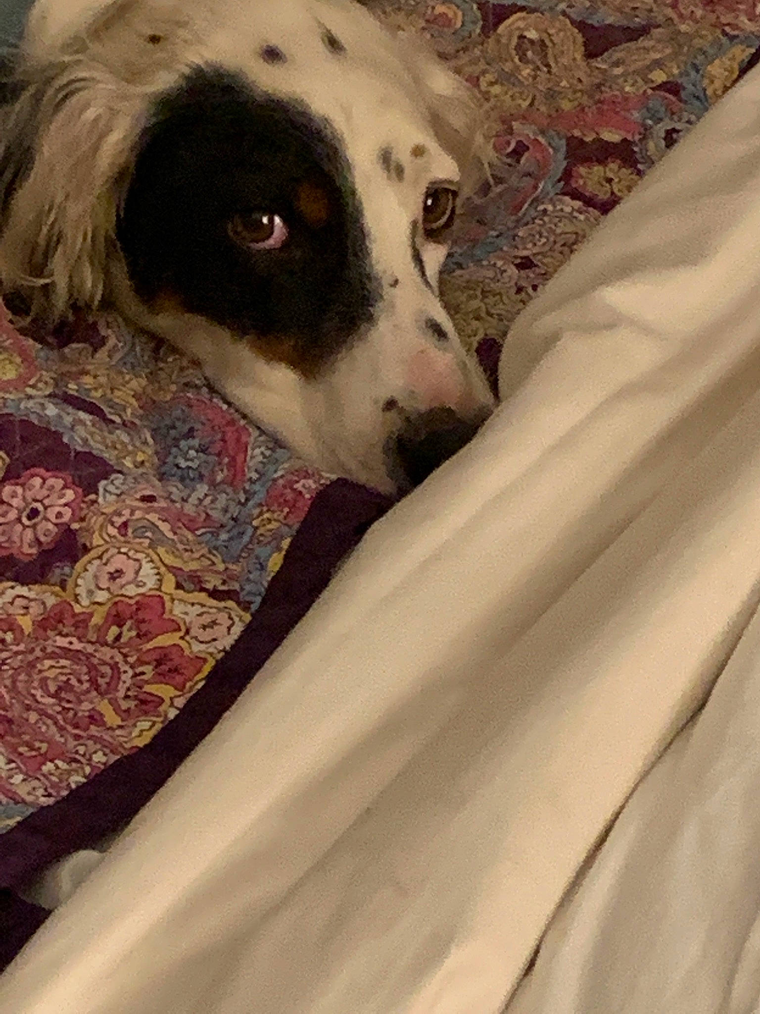 Woodford joined the competition — help win amazing prizes! canidae, carnivore, dog, dog_breed, mammal, snout, sporting_group