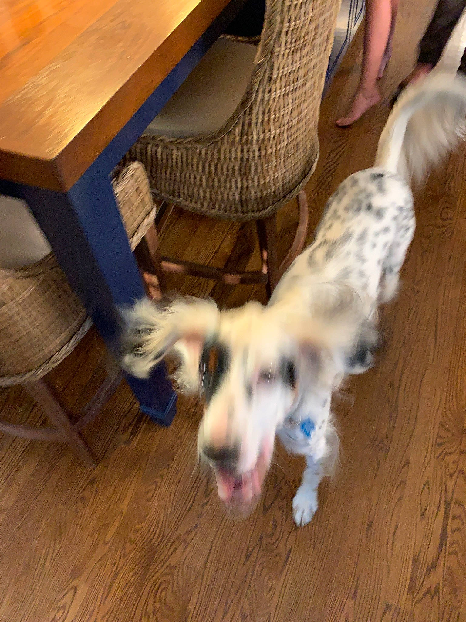 Woodford joined the competition — help win amazing prizes! canidae, carnivore, companion_dog, dog, dog_breed, ear, english_setter, fawn, flooring, mammal, setter, sporting_group, vertebrate