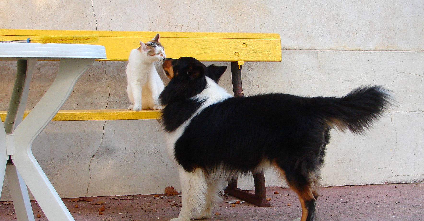 Penelope a rejoint le concours — aidez-le/la à gagner de superbes lots ! canidae, carnivore, cat, companion_dog, dog, dog_breed, felidae, fur, herding_dog, mammal, small_to_medium_sized_cats, sporting_group, tail, vertebrate, working_animal, working_dog