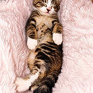 Baloo a rejoint le concours — aidez-le/la à gagner de superbes lots ! kitten, cat, sleeping, tabby, fluffy, pink_blanket, cozy, cute, pet, animal, paw, fur, resting, indoor, relaxed, small, young, mammal, adorable, napping