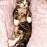 kitten, cat, sleeping, tabby, fluffy, pink_blanket, cozy, cute, pet, animal, paw, fur, resting, indoor, relaxed, small, young, mammal, adorable, napping