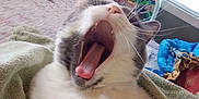 Bama joined the competition — help win amazing prizes! cat, yawning, indoor, bed, blanket, toy_cars, television, cartoon, furniture, window, curtain, coat, colorful, pet, close_up, whiskers, tongue, mouth_open, relaxed, furry