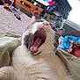 cat, yawning, indoor, bed, blanket, toy_cars, television, cartoon, furniture, window, curtain, coat, colorful, pet, close_up, whiskers, tongue, mouth_open, relaxed, furry