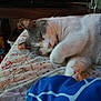 Bama is registered to the contest to win money with this photo: cat, sleeping, floral_blanket, indoor, pet, cozy, white_and_gray_cat, close_up, paw, resting, fur, domestic_animal, cute, relaxed, home, blanket, soft, animal, feline, nap