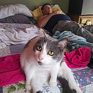 Bama joined the competition — help win amazing prizes! cat, bed, person, indoor, relaxing, sleeping, feline, animal, domestic, curious, colorful, blanket, pillow, resting, casual, home, furniture, sleepwear, pet, cozy
