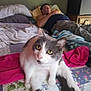 cat, bed, person, indoor, relaxing, sleeping, feline, animal, domestic, curious, colorful, blanket, pillow, resting, casual, home, furniture, sleepwear, pet, cozy