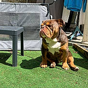 Max a rejoint le concours — aidez-le/la à gagner de superbes lots ! dog, bulldog, pet, animal, sitting, outdoor, sunlight, backyard, artificial_grass, laundry, clothing, hoodie, stone_wall, furniture, table, chair, shadow, portrait, wrinkles, brown_and_white