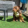 dog, bulldog, pet, animal, sitting, outdoor, sunlight, backyard, artificial_grass, laundry, clothing, hoodie, stone_wall, furniture, table, chair, shadow, portrait, wrinkles, brown_and_white