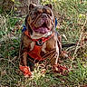 Max participe au concours pour gagner de l'argent avec cette photo : dog, bulldog, pet, animal, outdoor, grass, tree, nature, harness, leash, orange_harness, sitting, wrinkled_face, tongue_out, short_snout, brown_and_white, brindle, portrait, playful, sunlight