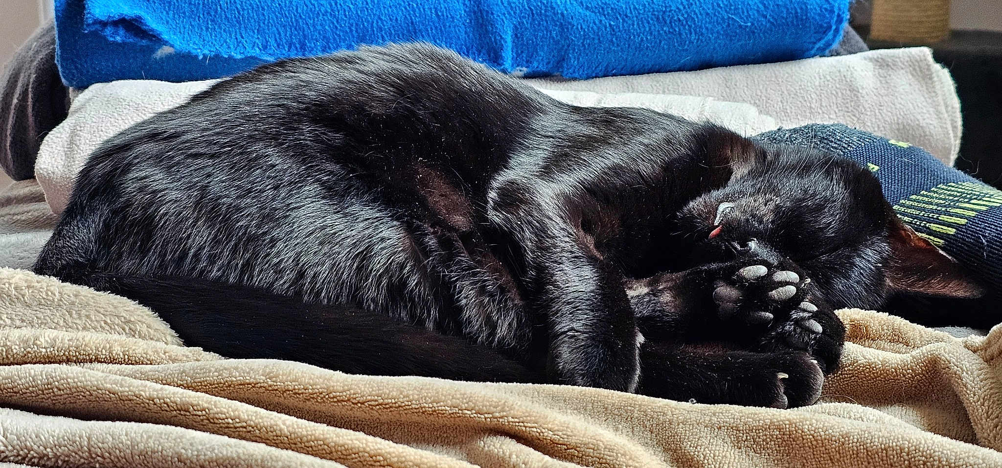 Blacky