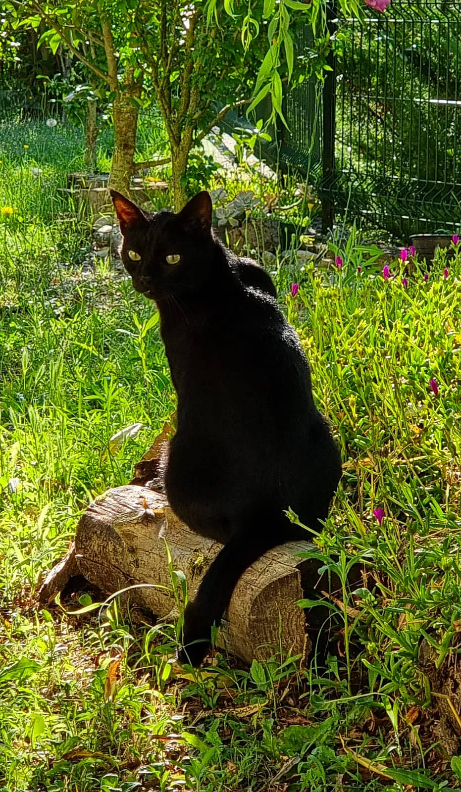 Blacky a rejoint le concours — aidez-le/la à gagner de superbes lots ! annual_plant, black_cat, bombay, carnivore, cat, domestic_short_haired_cat, felidae, flower, fur, grass, groundcover, plant, small_to_medium_sized_cats, snout, tail, terrestrial_animal, terrestrial_plant, tree, trunk, whiskers