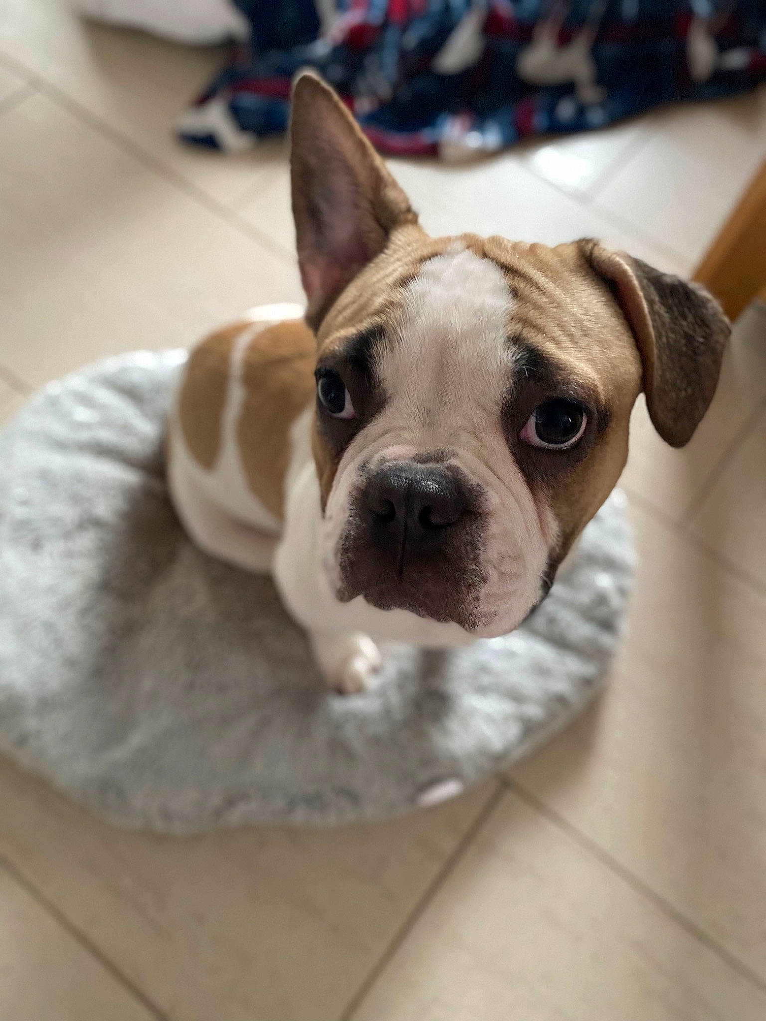 Gimli joined the competition — help win amazing prizes! bulldog, canidae, carnivore, comfort, companion_dog, dog, dog_breed, ear, eye, fawn, flooring, french_bulldog, hardwood, snout, terrestrial_animal, toy_dog, whiskers, wood, working_animal, wrinkle