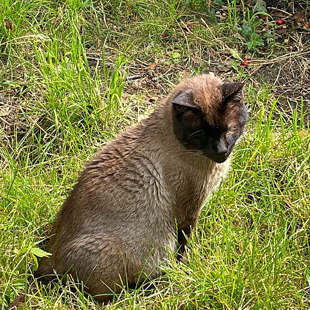 Urion participe au concours pour gagner de l'argent avec cette photo : abyssinian, animal, blackcat, cat, field, grass, grassland, kitten, lawn, manx, nature, outdoors, pet, plant, siamese