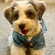 Milo Alexander is registered to the contest to win money with this photo: dog, puppy, blue_shirt, gold_chain, carpet, fluffy, pet, tongue_out, cute, small_dog, indoor, fur, animal, playful, adorable, sitting, white_and_brown, pet_clothing, domestic_animal, young_dog