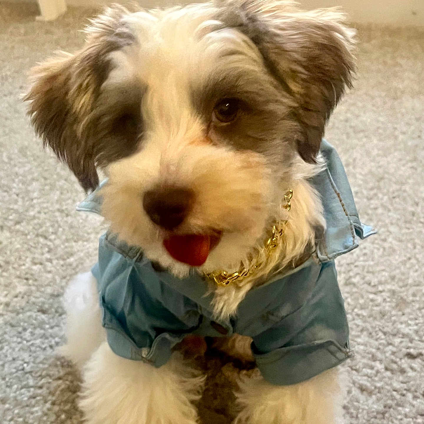 Milo Alexander is registered to the contest to win money with this photo: adorable, animal, blue_shirt, carpet, cute, dog, domestic_animal, fluffy, fur, gold_chain, indoor, pet, pet_clothing, playful, puppy, sitting, small_dog, tongue_out, white_and_brown, young_dog