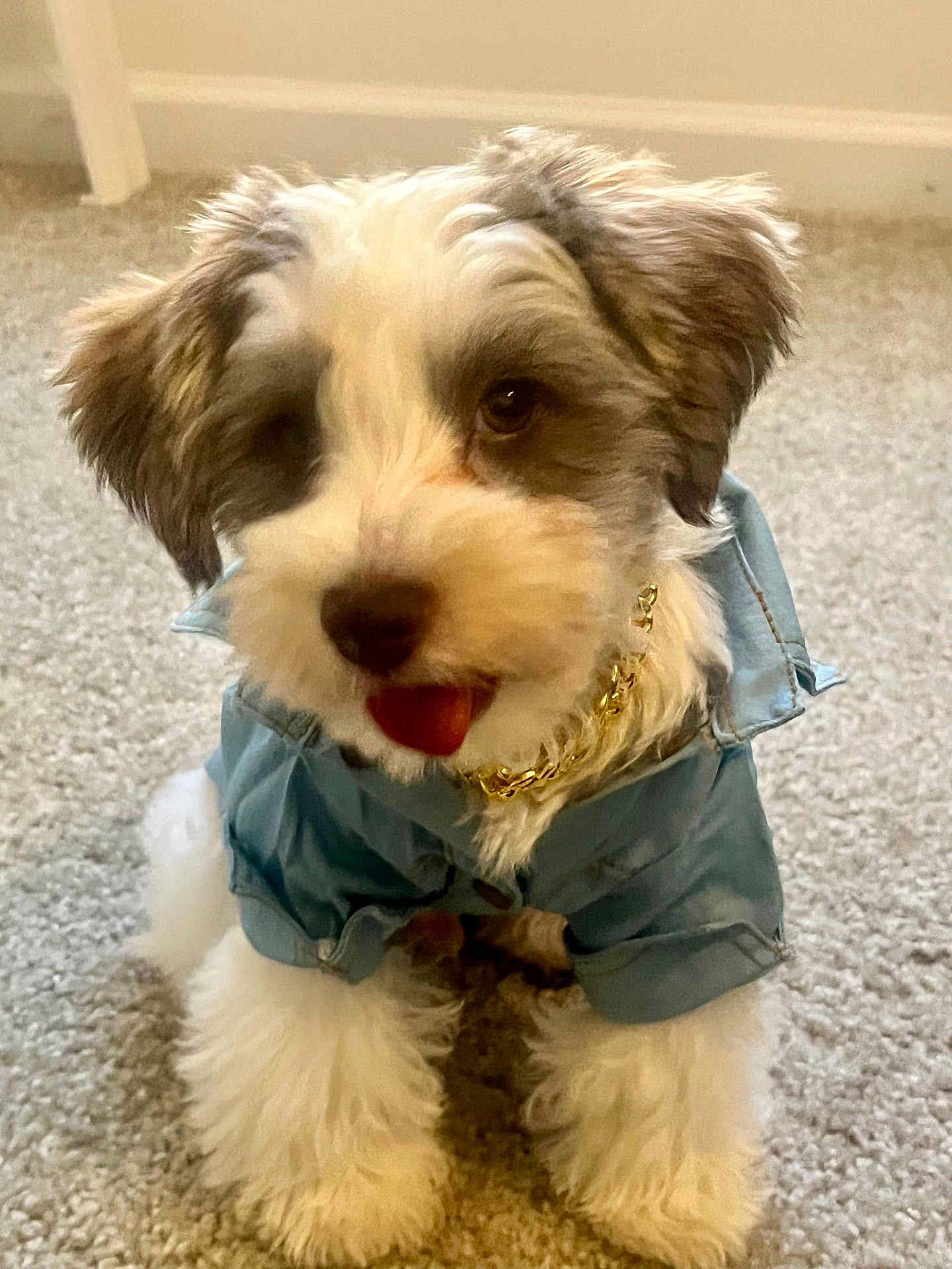 Milo Alexander is registered to the contest to win money with this photo: dog, puppy, blue_shirt, gold_chain, carpet, fluffy, pet, tongue_out, cute, small_dog, indoor, fur, animal, playful, adorable, sitting, white_and_brown, pet_clothing, domestic_animal, young_dog