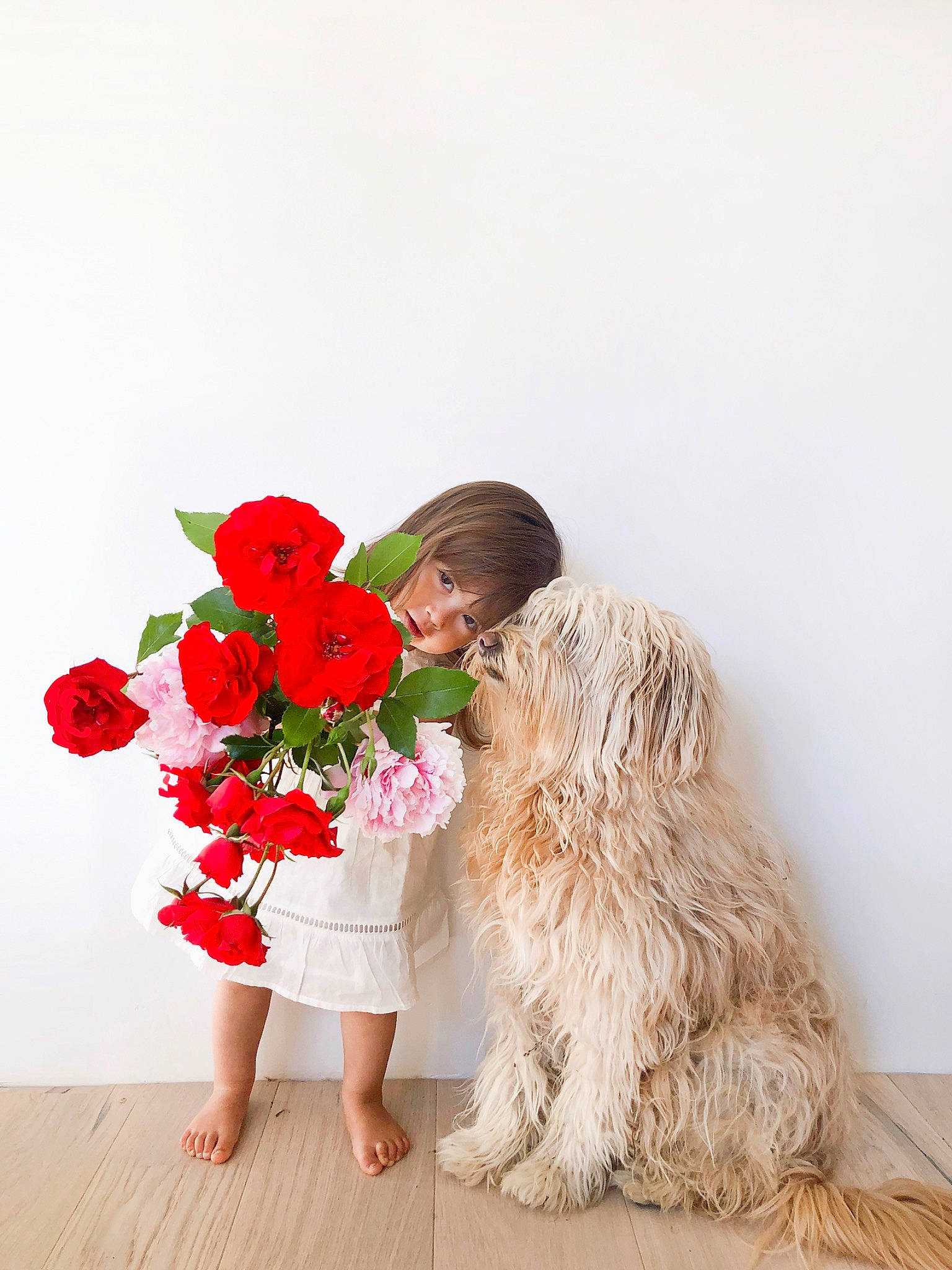 Gisella a rejoint le concours — aidez-le/la à gagner de superbes lots ! bouquet, canidae, carnivore, cut_flowers, dog, dress, floral_design, floristry, flower, flower_arranging, fur, happy, person, photo_shoot, plant, red, sitting, sporting_group, wedding_dress, white
