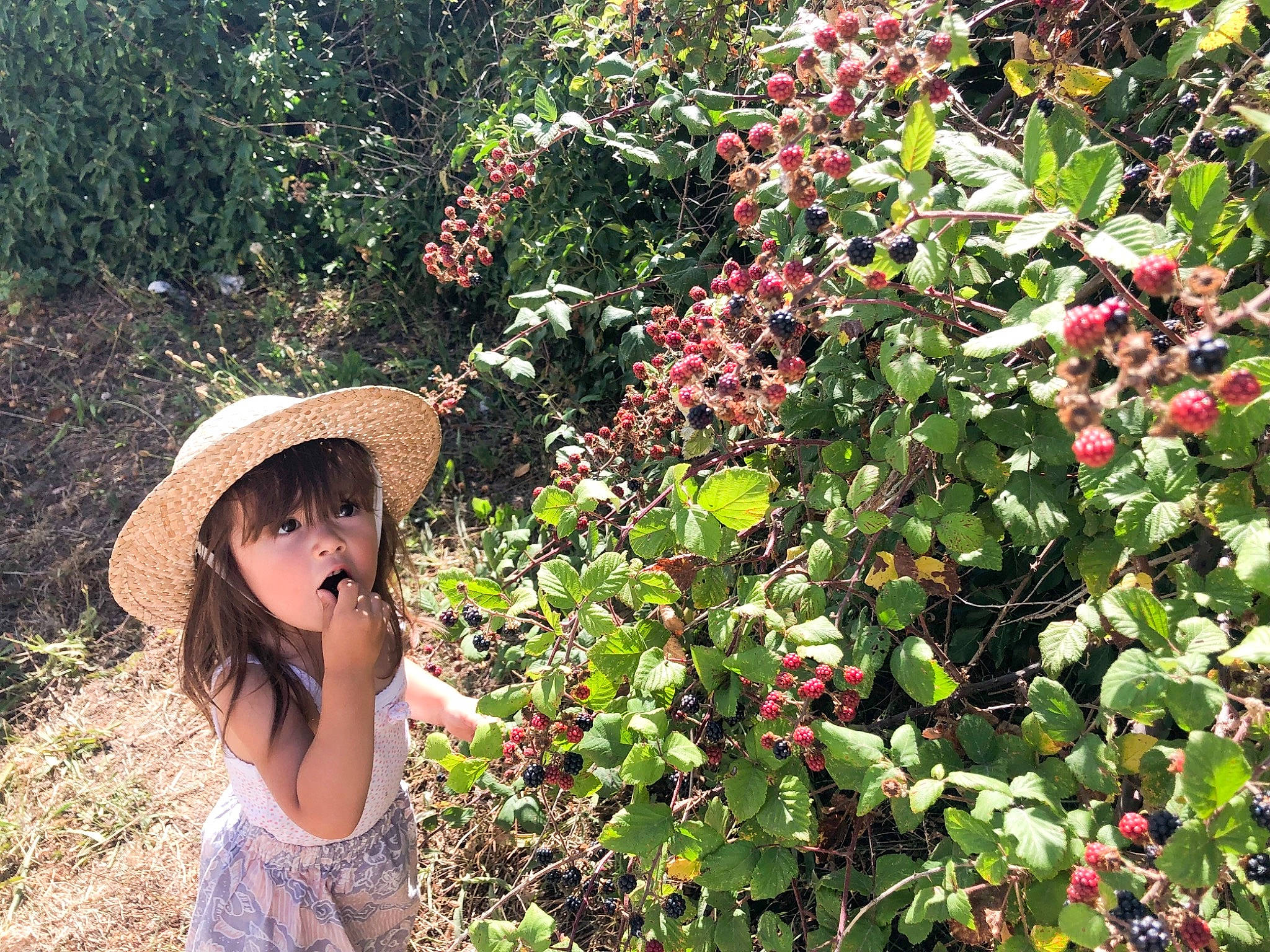 Gisella a rejoint le concours — aidez-le/la à gagner de superbes lots ! berry, flower, fruit, leaf, person, plant, plant_community, shrub, strawberries, strawberry, surprise, vitis