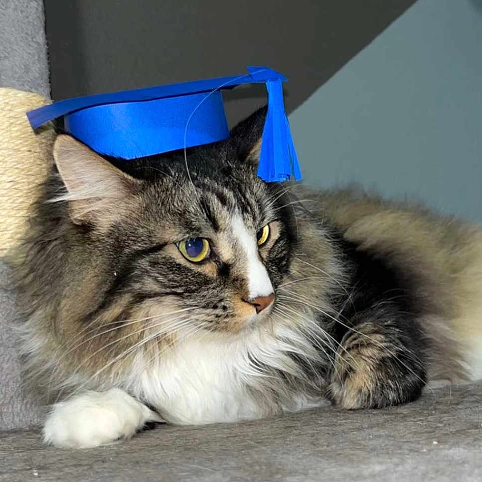 Midnight joined the competition — help win amazing prizes! abyssinian, angora, animal, architecture, building, cat, clothing, face, graduation, hat, head, kitten, manx, outdoors, people, person, pet, photography, portrait, shelter