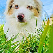 Haru participe au concours pour gagner de l'argent avec cette photo : dog, grass, blue_sky, outdoor, fluffy, heterochromia, nature, pet, canine, animal, closeup, portrait, white_fur, brown_spots, snout, nose, ears, daylight, field, relaxing