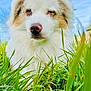 dog, grass, blue_sky, outdoor, fluffy, heterochromia, nature, pet, canine, animal, closeup, portrait, white_fur, brown_spots, snout, nose, ears, daylight, field, relaxing