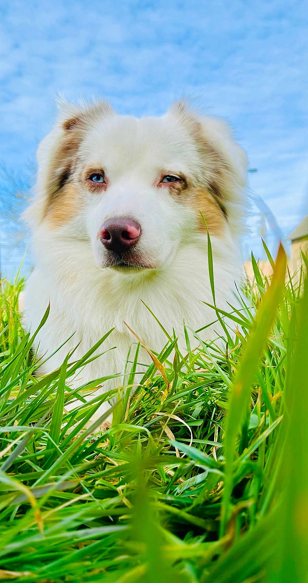 Haru participe au concours pour gagner de l'argent avec cette photo : dog, grass, blue_sky, outdoor, fluffy, heterochromia, nature, pet, canine, animal, closeup, portrait, white_fur, brown_spots, snout, nose, ears, daylight, field, relaxing