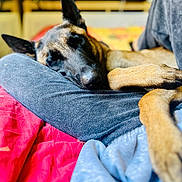 Sweet participe au concours pour gagner de l'argent avec cette photo : dog, sleeping, lap, blanket, cozy, resting, indoors, pet, canine, fur, comfort, relaxation, bed, closeup, animal, cute, domestic, warm, soft, napping