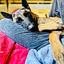 dog, sleeping, lap, blanket, cozy, resting, indoors, pet, canine, fur, comfort, relaxation, bed, closeup, animal, cute, domestic, warm, soft, napping